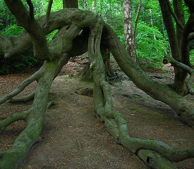 Twisted Beech