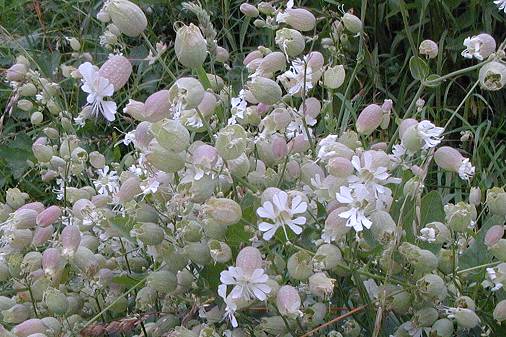 Bladder Campion Silene vulgaris