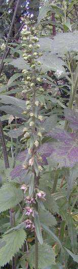 Broad Leaved Helleborine