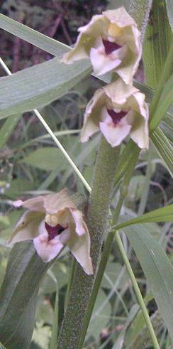 Broad Leaved Helleborine