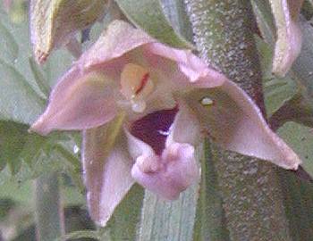 Broad Leaved Helleborine detail