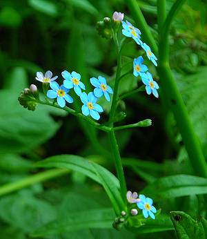 Forget-me-not Myosotis secunda