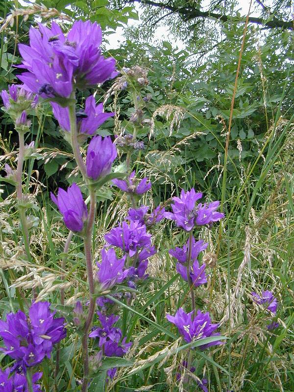 Clustered Bellflower Campanula glomerata