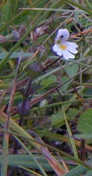 Eyebright Euphrasia officinalis agg.