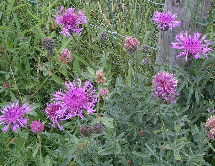 Greater Knapweed