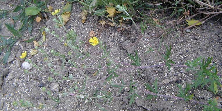 Hoary Cinquefoil