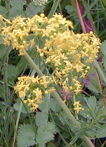 Lady's Bedstraw Galium verum