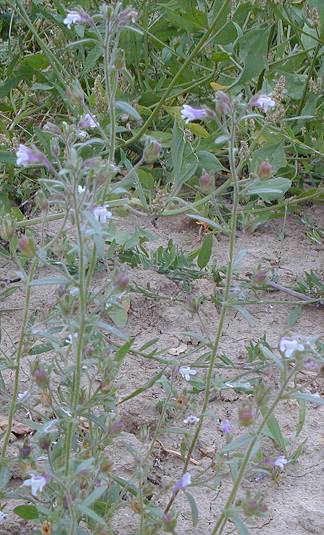 Lesser Toadflax