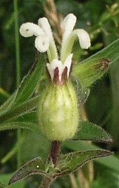 White Campion Sport