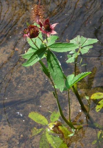 Marsh cinquefoil Potentilla palustris plant