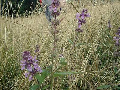 Marsh or hybrid Woundwort