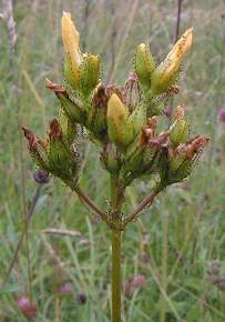 Pale St. John's Wort Hypericum montanum