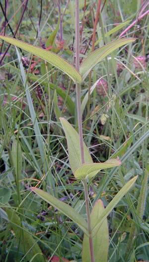 Pale St. John's Wort Hypericum montanum