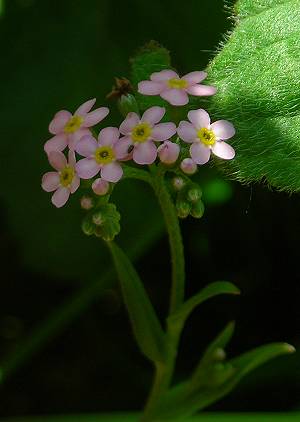 Forget-me-not Myosotis secund pink form