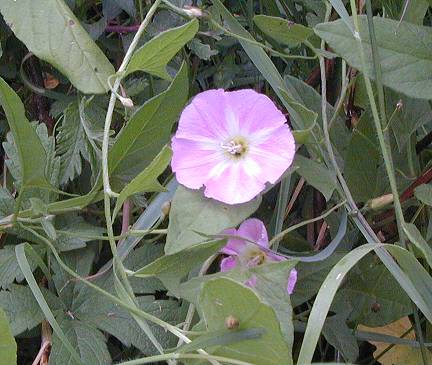 Field Bindweed