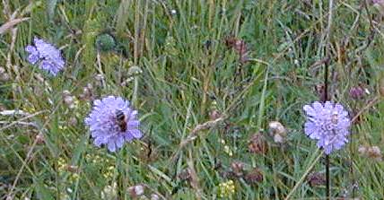 Small Scabious Scabiosa columbaria