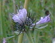 Small Scabious Scabiosa columbaria