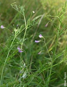 Smooth Tare Flowers