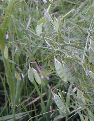 Smooth Tare Seedpods