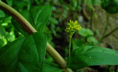 Tufted loosestrife Lysimachia thyrsiflora