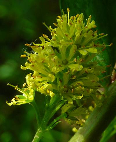 Tufted loosestrife Lysimachia thyrsiflora detail