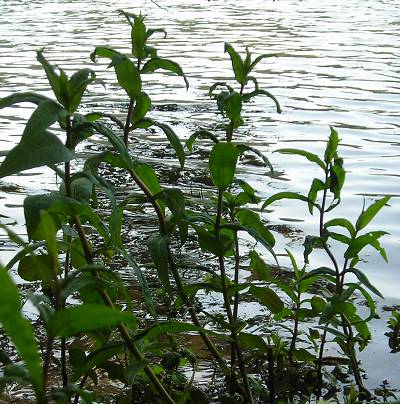 Tufted loosestrife Lysimachia thyrsiflora plants