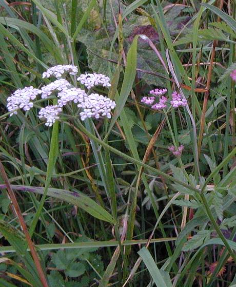 Hedge Parsley Torilis japonica