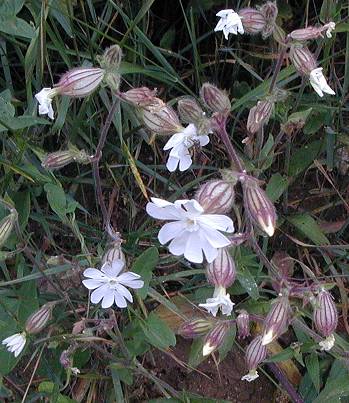 White Campion