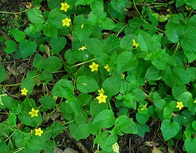 Yellow pimpernel Lysimachia nemorum